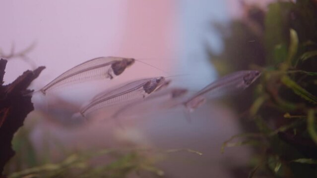 Ghost Glass catfish (kryptopterus bicirrhis). Transparent Fish Adults.