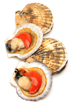 Seafood: live scallops (Pecten maximus). Isolated on white background.