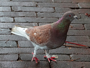 Curious brown pigeon wonders if this photographer brought something to eat. It looks like a cross between a city pigeon and a brown and white pigeon
