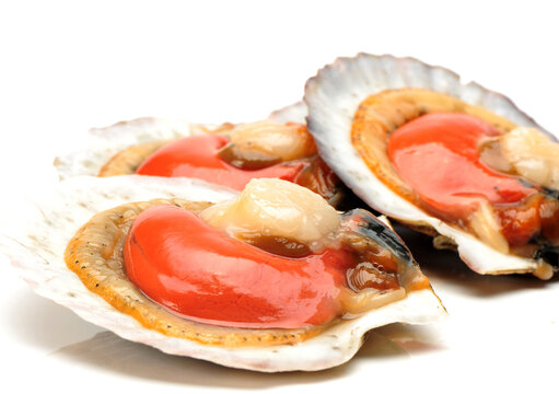 Seafood: live scallops (Pecten maximus). Isolated on white background.