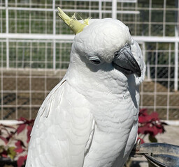 smart white exotic cockatoo bird perches in the bird sanctuary, interacting with visitors