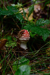 Red toadstool in the forest, a poisonous and dangerous mushroom.