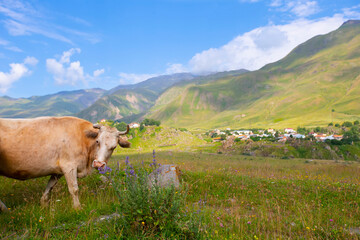 Fototapeta na wymiar A cow grazes in a mountainous area, against the backdrop of beautiful landscapes. Cow in the mountains.
