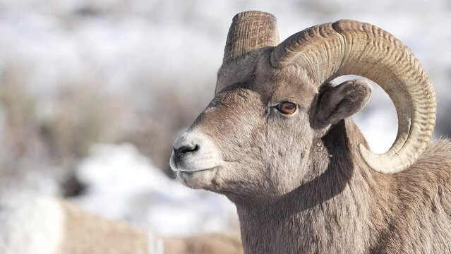 Close up view of Bighorn Sheep ram in Wyoming during winter.