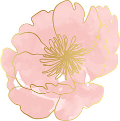 Gold pink rose watercolor illustration
