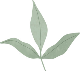 Watercolor leaf branch illustration