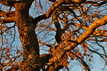 einzeln stehender Baum im Sonnenuntergang