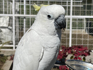 smart white exotic cockatoo bird perches in the bird sanctuary, interacting with visitors