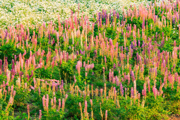 夕陽を浴びていつもの鮮やかな色のルピナスたちもほんのりオレンジがかります