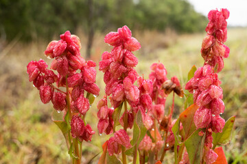 Rumex vesicarius, also known as ruby dock, or bladder dock, is a species of perennial flowering...