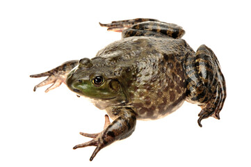 Bullfrog, Rana catesbeiana, against white background, studio shot