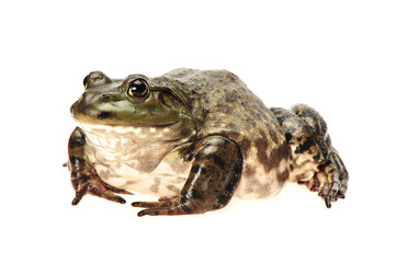 Bullfrog, Rana catesbeiana, against white background, studio shot