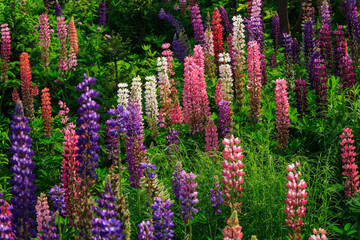 ルピナスの花は鮮やかな色のグラデーションが美しいです