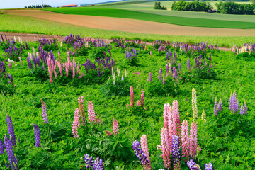 ルピナスの花畑の背後には丘の町美瑛の特徴である丘の様な畑があちこちにあります