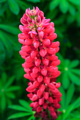 見頃を迎えたルピナス