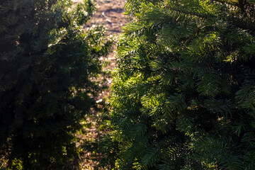 Pine trees at the market