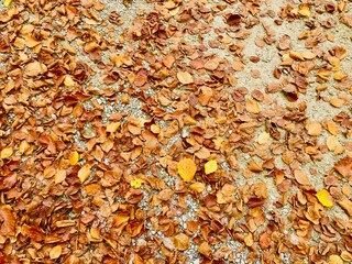 Autumn in the Sauvabelin forest, Lausanne