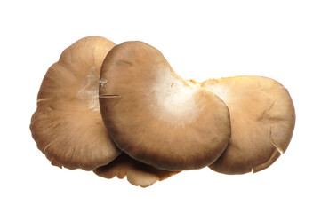 oyster mushroom on white background