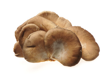 oyster mushroom on white background