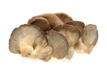 oyster mushroom on white background