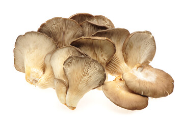 Fototapeta na wymiar oyster mushroom on white background