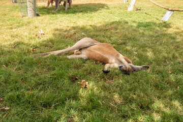 Naklejka na ściany i meble Kangaroos rest on the grass during the day in Gan Guru kangaroo park in Kibutz Nir David in the north of Israel