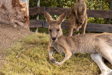 Kangaroos  rest on the grass during the day in Gan Guru kangaroo park in Kibutz Nir David in the north of Israel