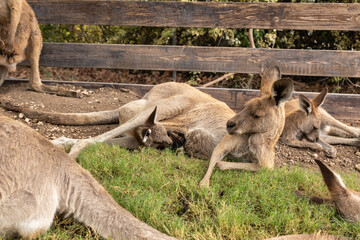 Kangaroos  rest on the grass during the day in Gan Guru kangaroo park in Kibutz Nir David in the...