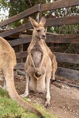 Kangaroos  stand near a wooden fence in Gan Guru kangaroo park in Kibutz Nir David in the north of...