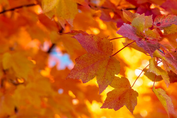 Red and yellow autumn leaves