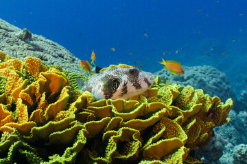 Naklejka na ściany i meble Puffer fish resting on coral reef. Red sea, Aqaba, Jordan. 