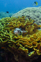 Puffer fish resting on coral reef. Red sea, Aqaba, Jordan. 