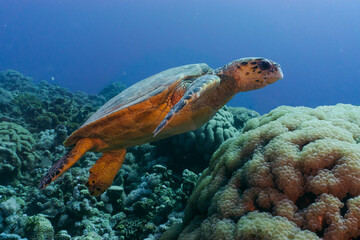 Hawksbill sea turtle feeding on corals. Red sea, Aqaba, Jordan.