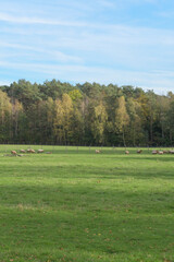 Sheep in the pasture Autumn wide landscape of grazing sheep. Vertical