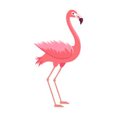 Flamingo illustration. Beautiful pink bird standing on one leg. Side view of exotic tropical bird isolated on white