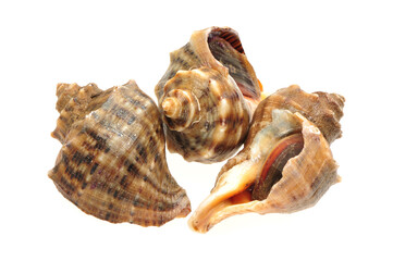live conch on white background