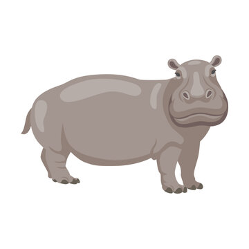 Hippo activity cartoon illustration. African animal standing on white background in zoo