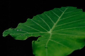 green leaf with water drops