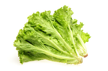 Fresh lettuce on white background