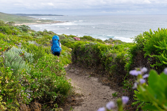 Hiker with large backpack full of gear hiking along sandy trail on Cape to Cape track in Western Australia with views of ocean and coastline in distance. Green vegetation and wild flowers all around. 