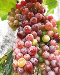 grapes