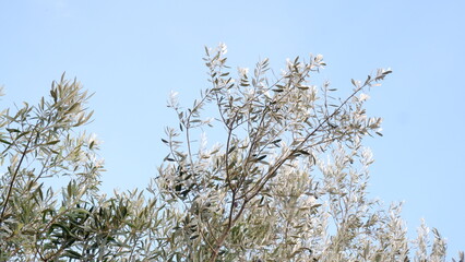 branches olive against blue sky . 