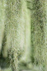Spanish Moss, Grandpas Beard (Tillandsia usneoides)