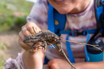 Smiling person holding dwarf bearded dragon on stick to safely remove it from hiking trail. Western bearded dragon is suspended in the air looking at the camera.