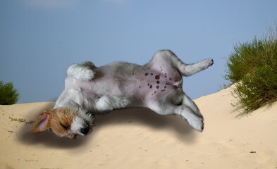 Funny collage dog jack russell sleeping on the beach