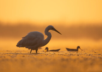Naklejka premium Great Egret Fishing in Sunrise 