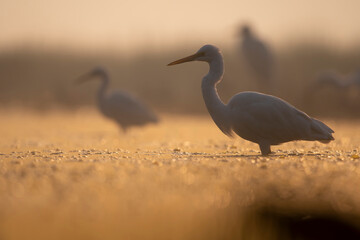 Egrets in lake side in sunrise