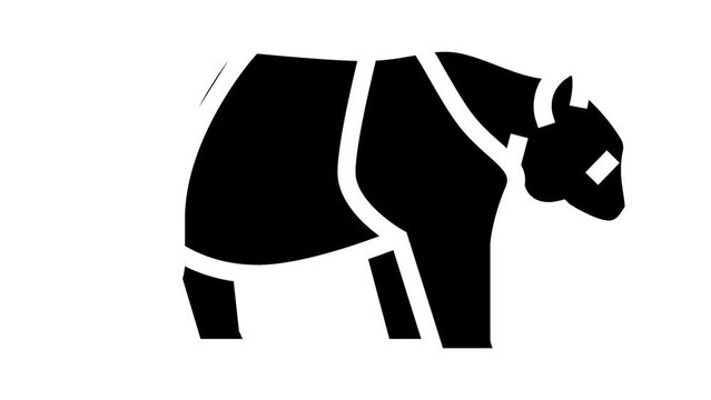 panda animal in zoo glyph icon animation