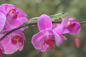An emerald tree skink is sunbathing on a flower-filled moth orchid stalk before starting its daily...
