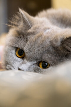 close-up snout of gray british cat, selective focus
